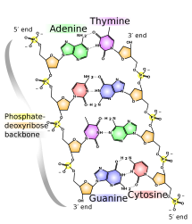 2000px-dna_chemical_structure.svg_