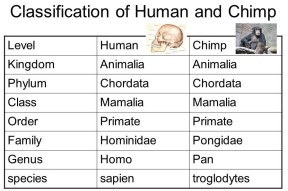 classificationofhumanandchimp.jpg