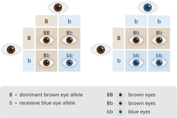 punnett_square_eyes_yourgenome.png