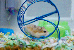 hamster_wheel_vovv0v