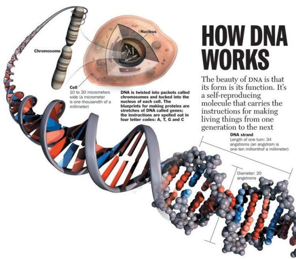 how-dna-works