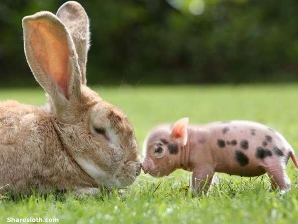 rabbit_and_miniature_pig_2-1