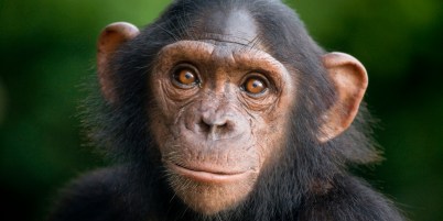 o-chimpanzee-facebook