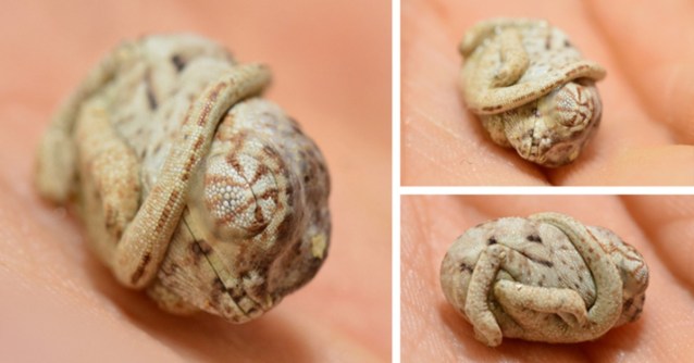 baby-panther-chameleon-seconds-after-hatched-egg-position-fb__700