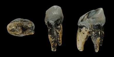 graecopithecus_tooth