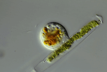 hess_orciraptor_eating_rev