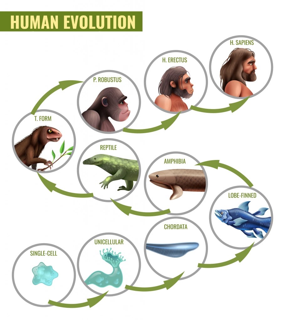 human-evolution-infographics-with-development-stages-from-single-cell-to-homo-sapiensmacrovectors-1.jpg-