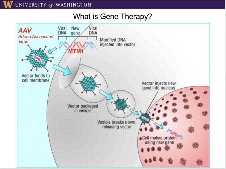 slide-7-gene-therapy