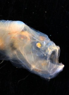 64530187-11426153-a_previously_unknown_blind_eel_that_is_covered_in_a_loose_transp-a-42_1668441905760