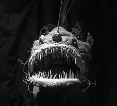 cb6f41e1762b1190855a267b5b315e0e-scary-fish-angler-fish